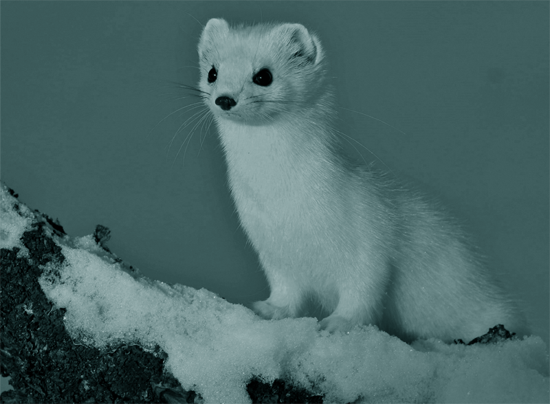 Ermine